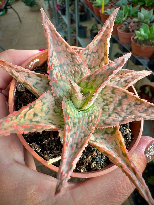 Aloe Pink Blush