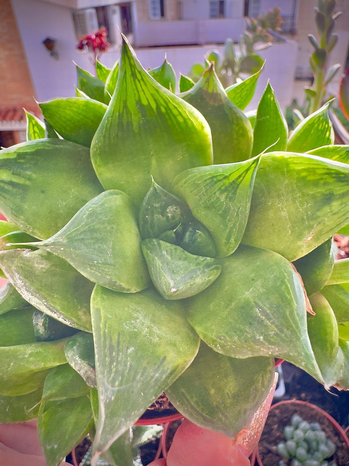 Haworthia Cuspidata
