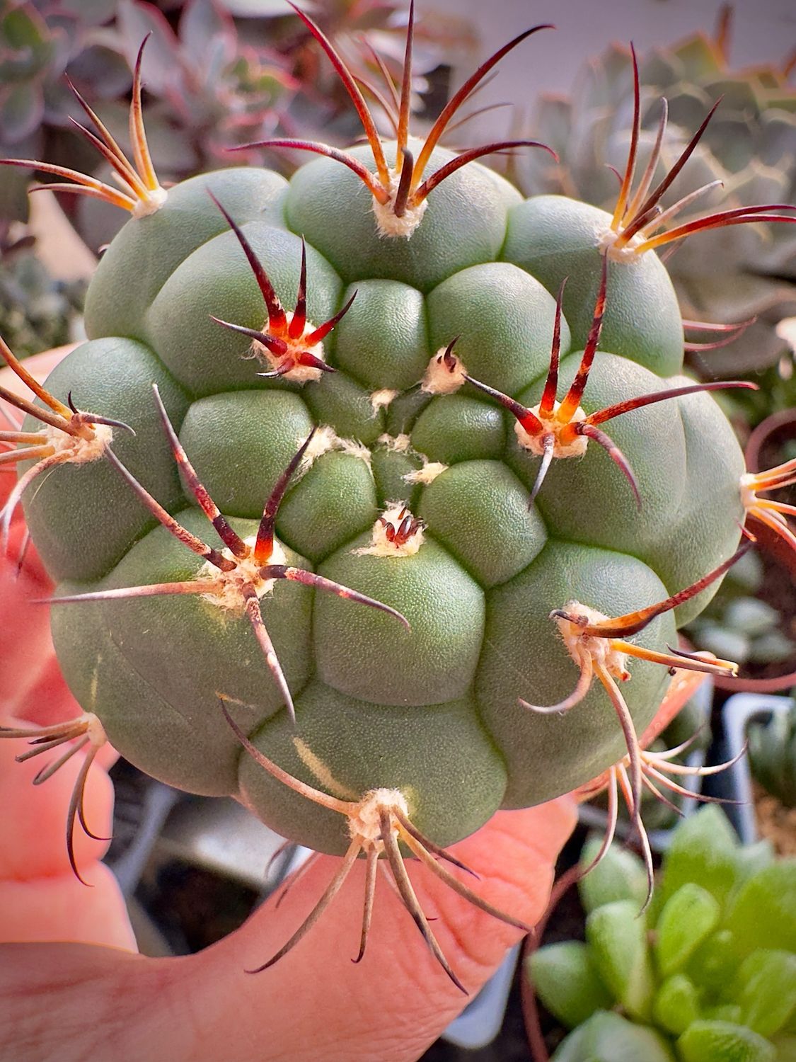 Gymnocalycium Saglione