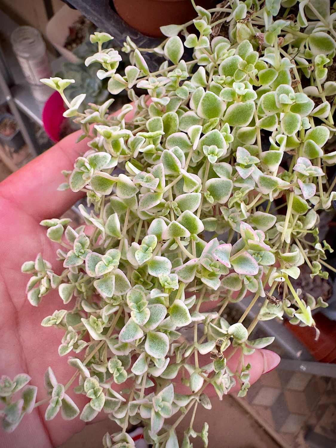 Sedum Little Missy