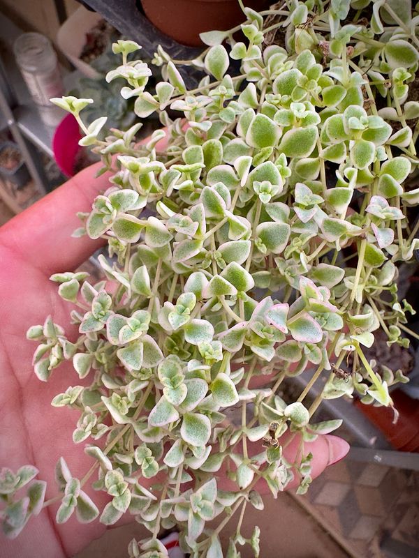 Sedum Little Missy