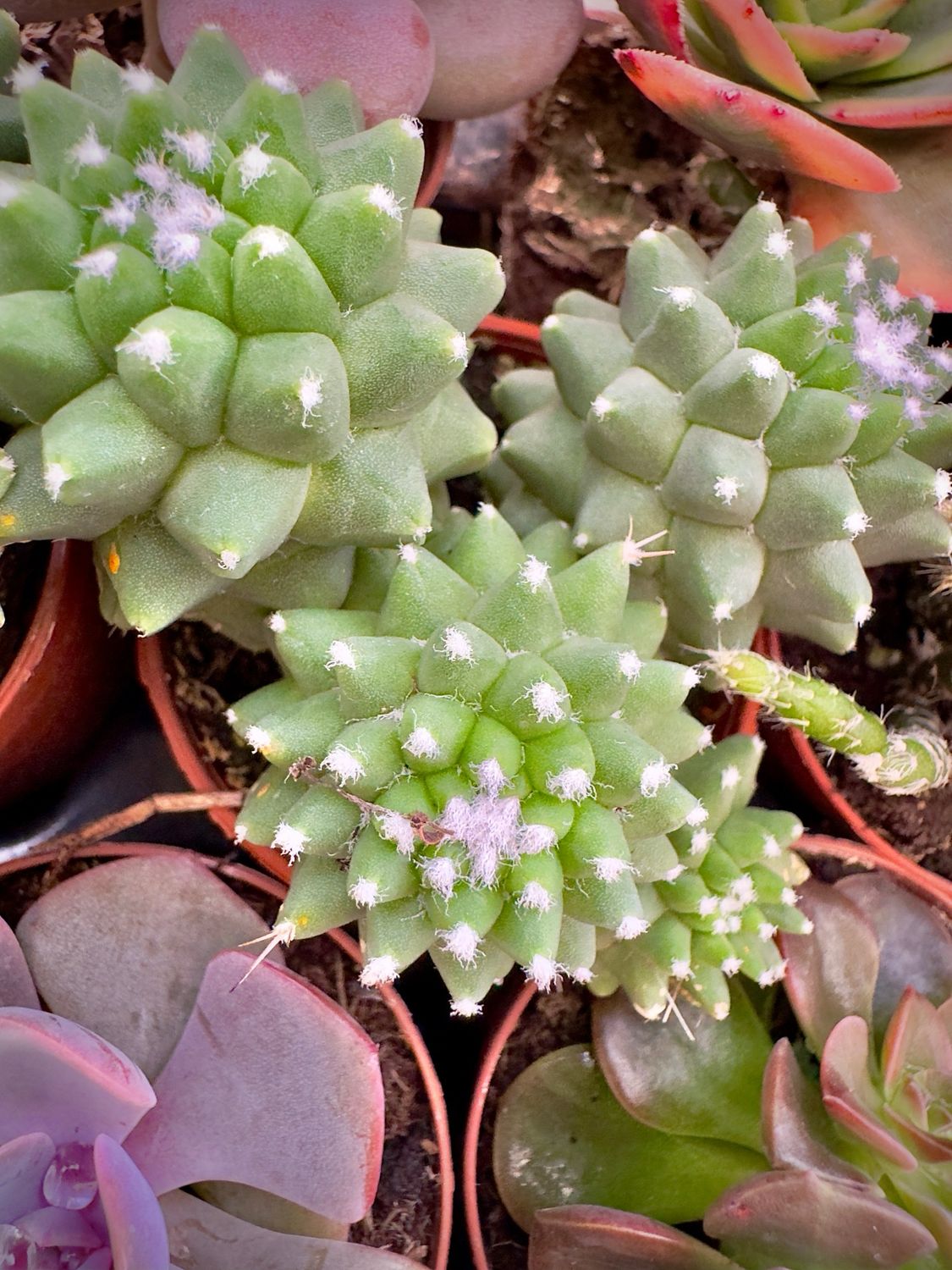 Mammillaria Polythele fma. Inermis