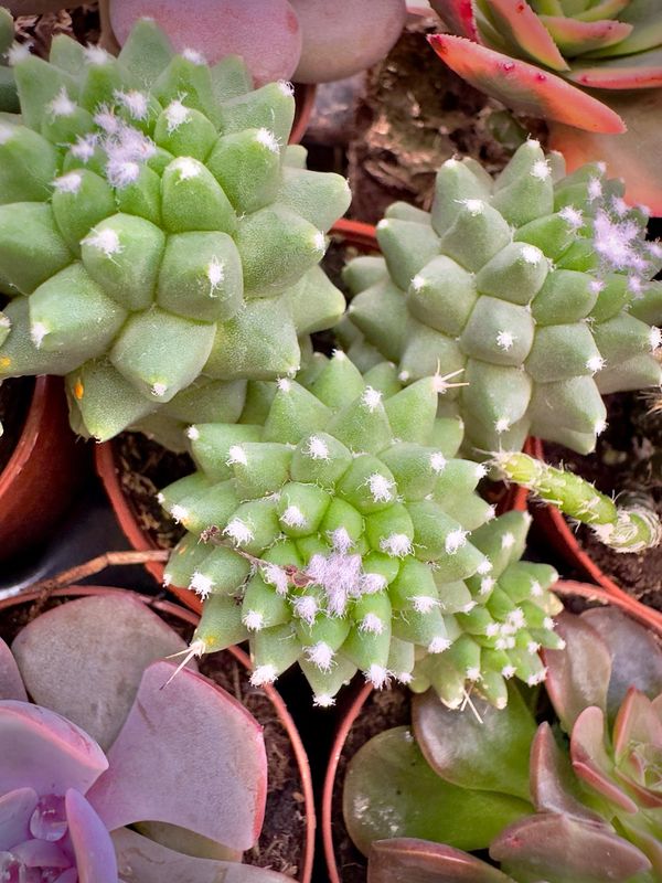 Mammillaria Polythele fma. Inermis