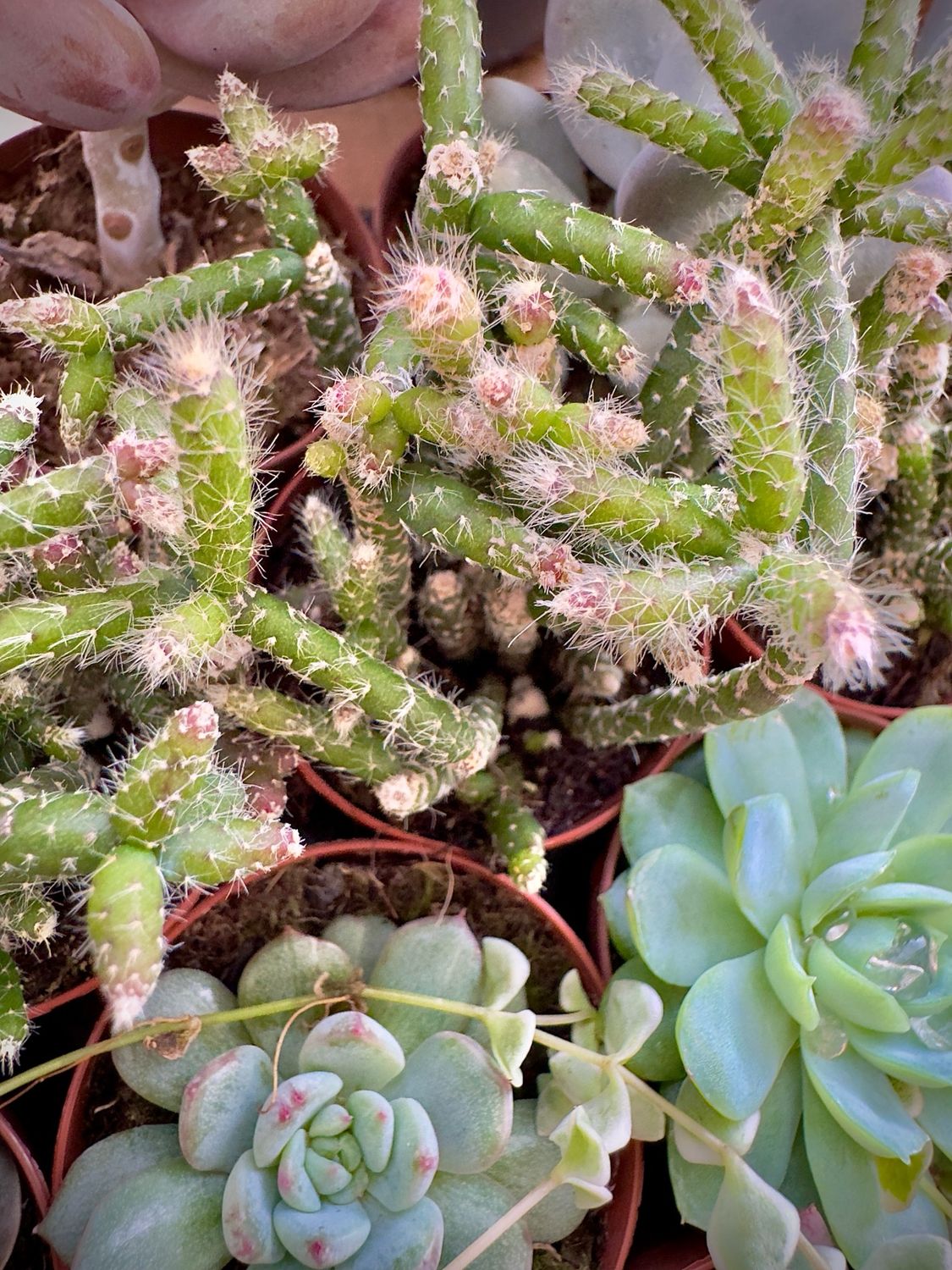 Rhipsalis  Pilocarpa