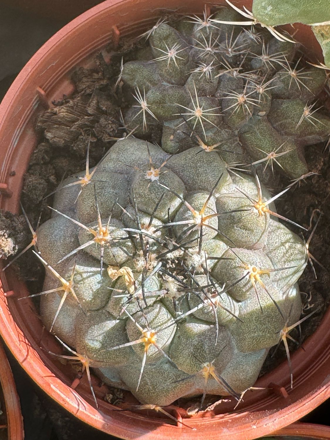 Gymnocalycium intertextum