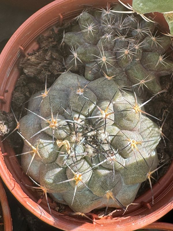 Gymnocalycium intertextum