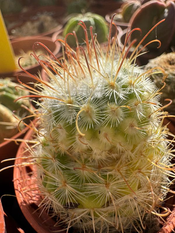 Mammillaria bombycina variegada