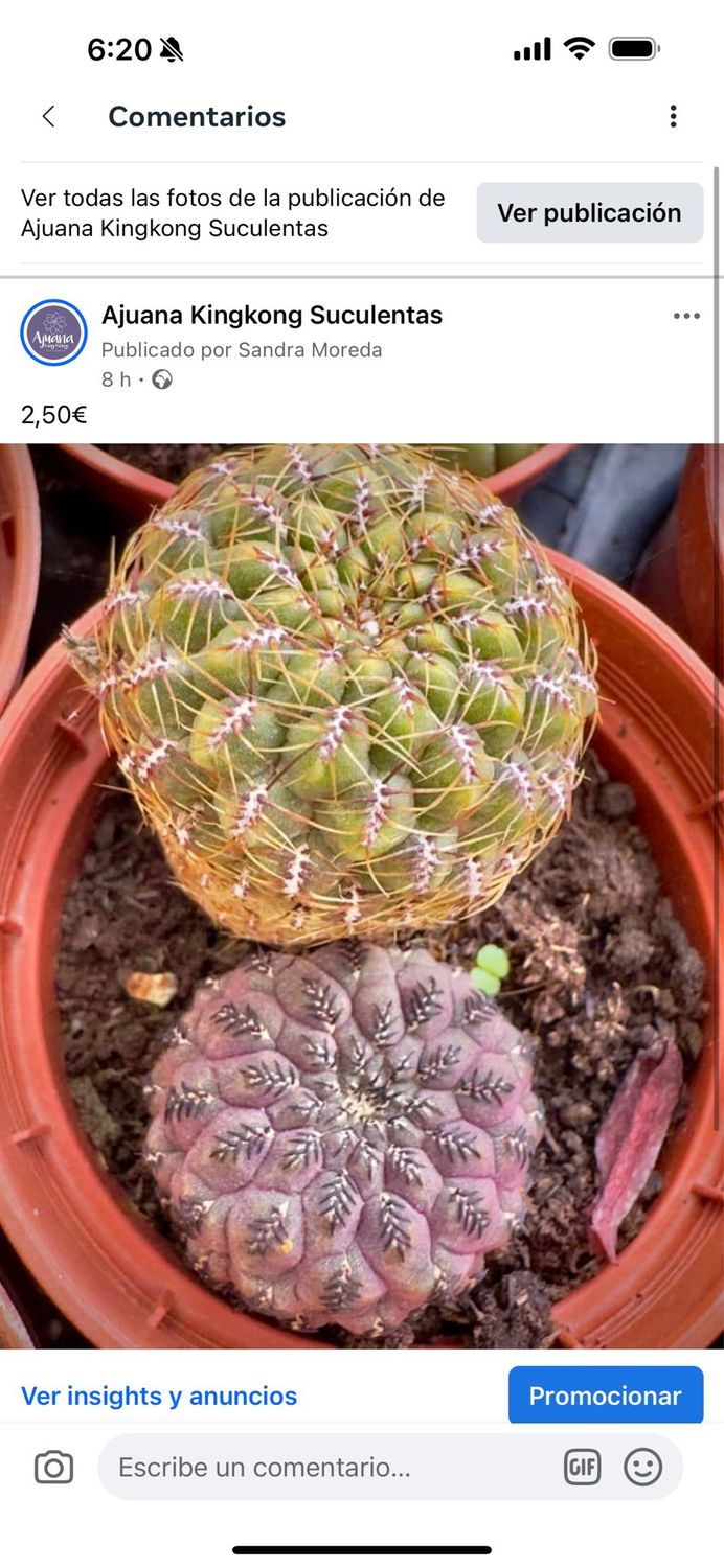 Sulcorebutia rauschii var.violadicermis y sulcorebutia sp