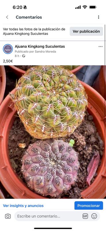 Sulcorebutia rauschii var.violadicermis y sulcorebutia sp