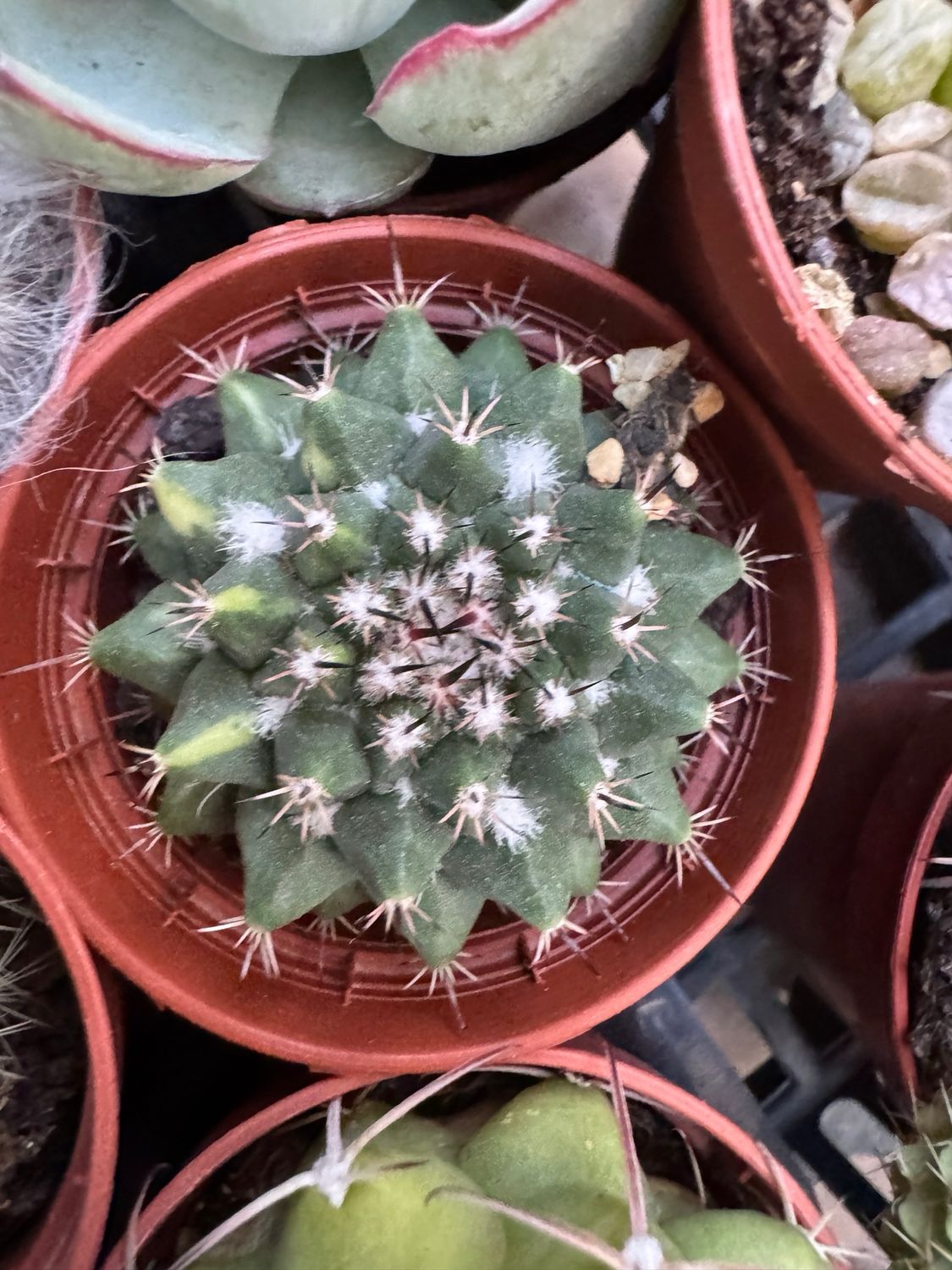 Mammillaria polythele variegado