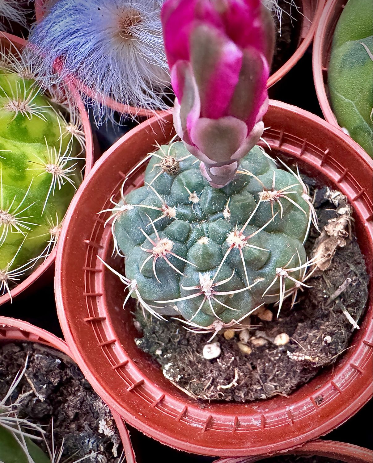 Gymnocalycium pflanzii