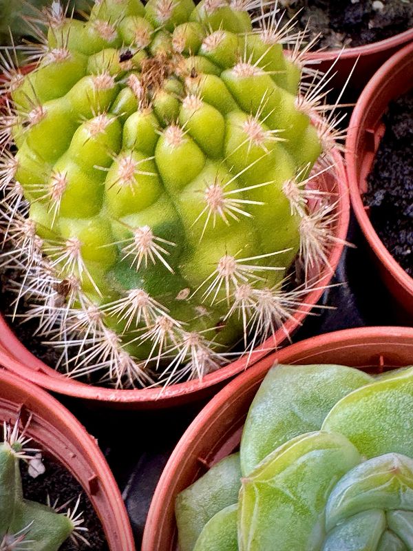 Gymnocalycium Baldianum variegata