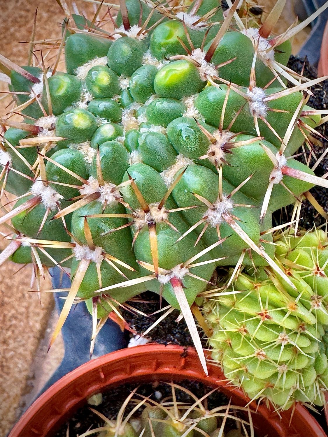 Notocactus submammullosus