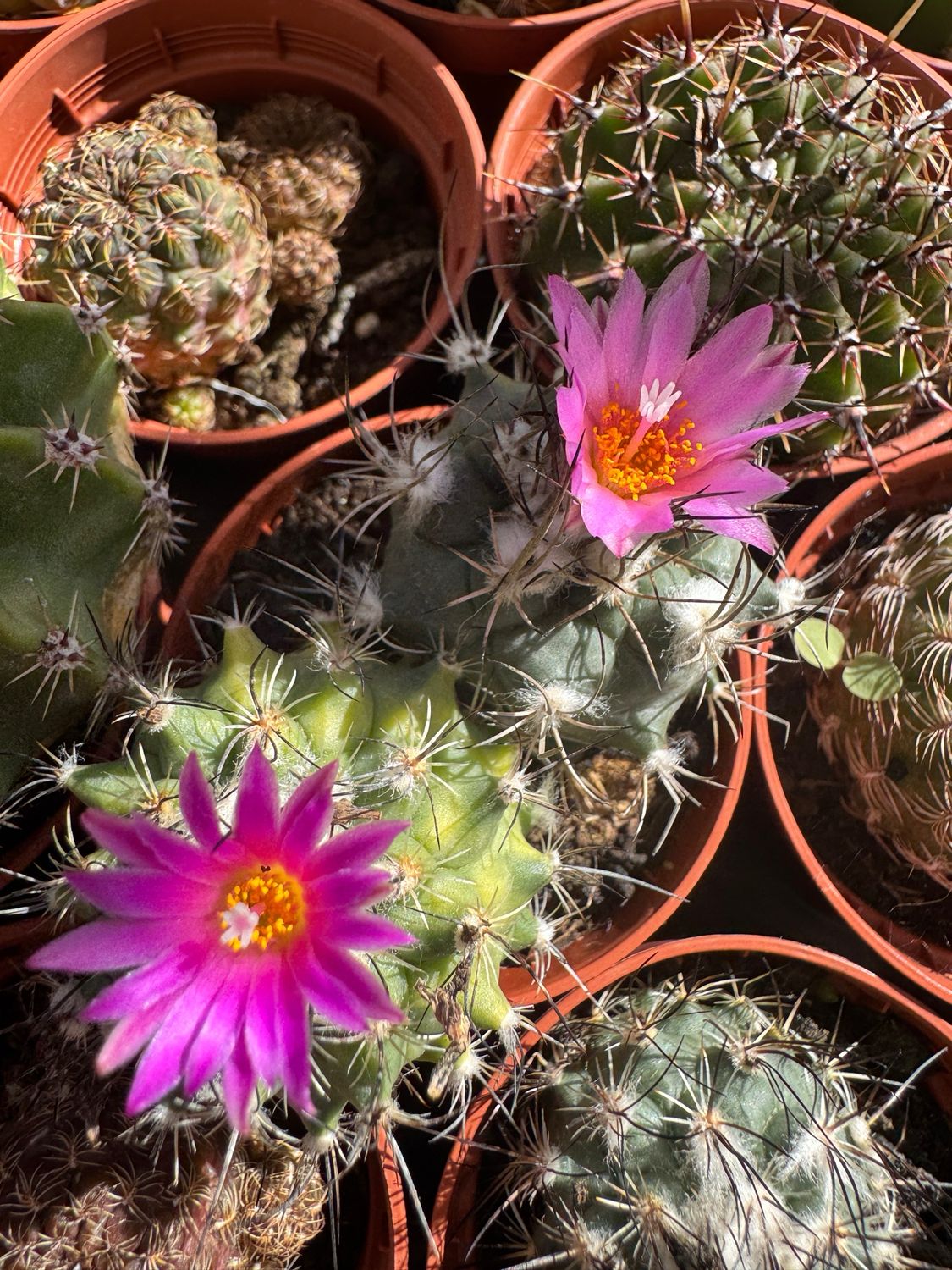 Turbinicarpus