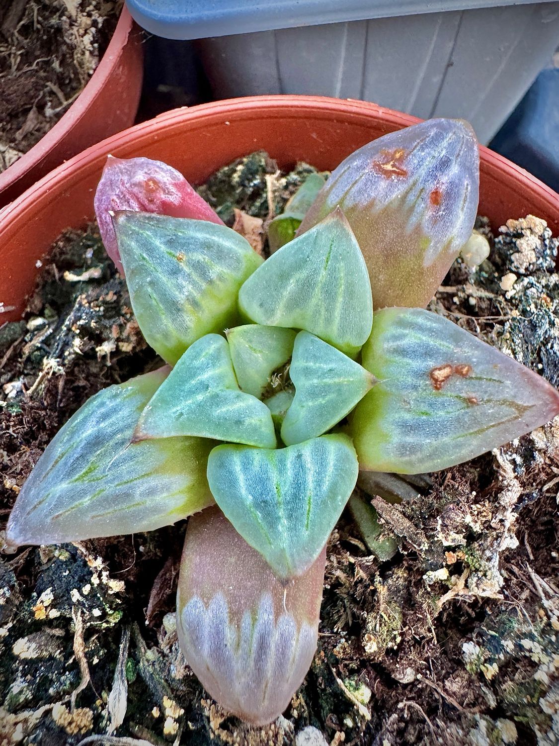 Haworthia Yuyake