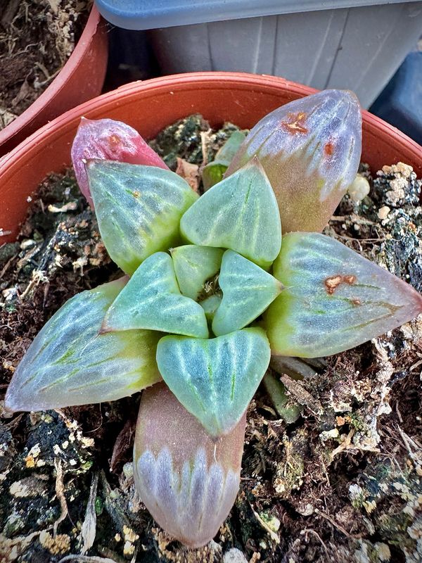 Haworthia Yuyake