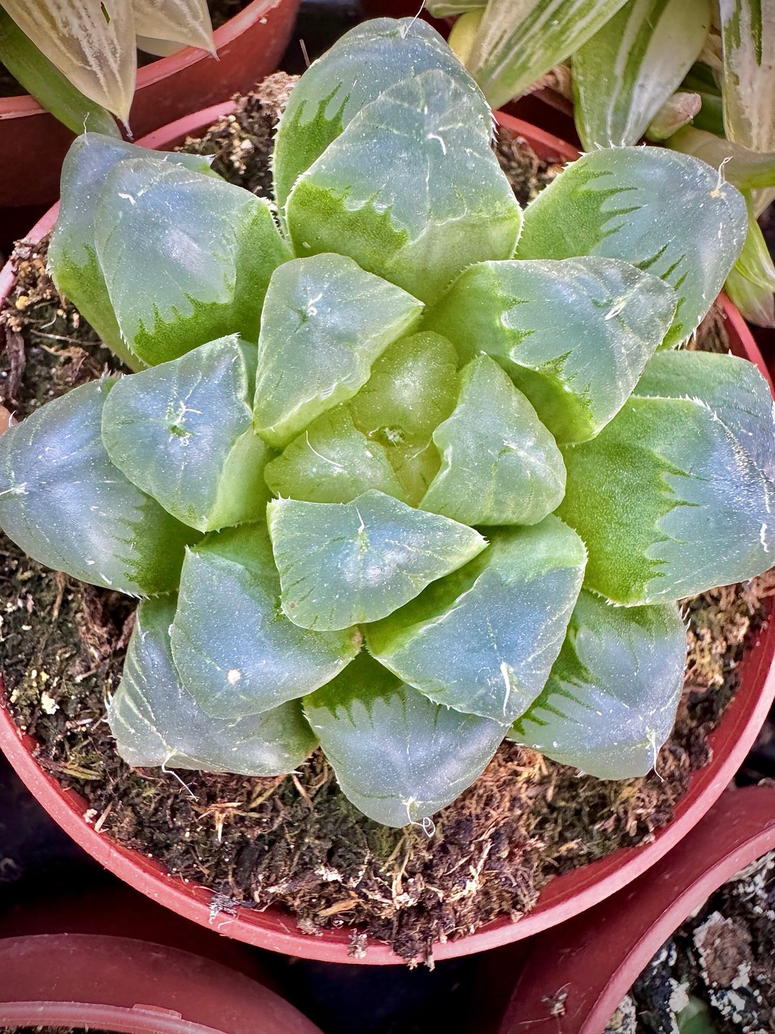 Haworthia cooperi var truncata