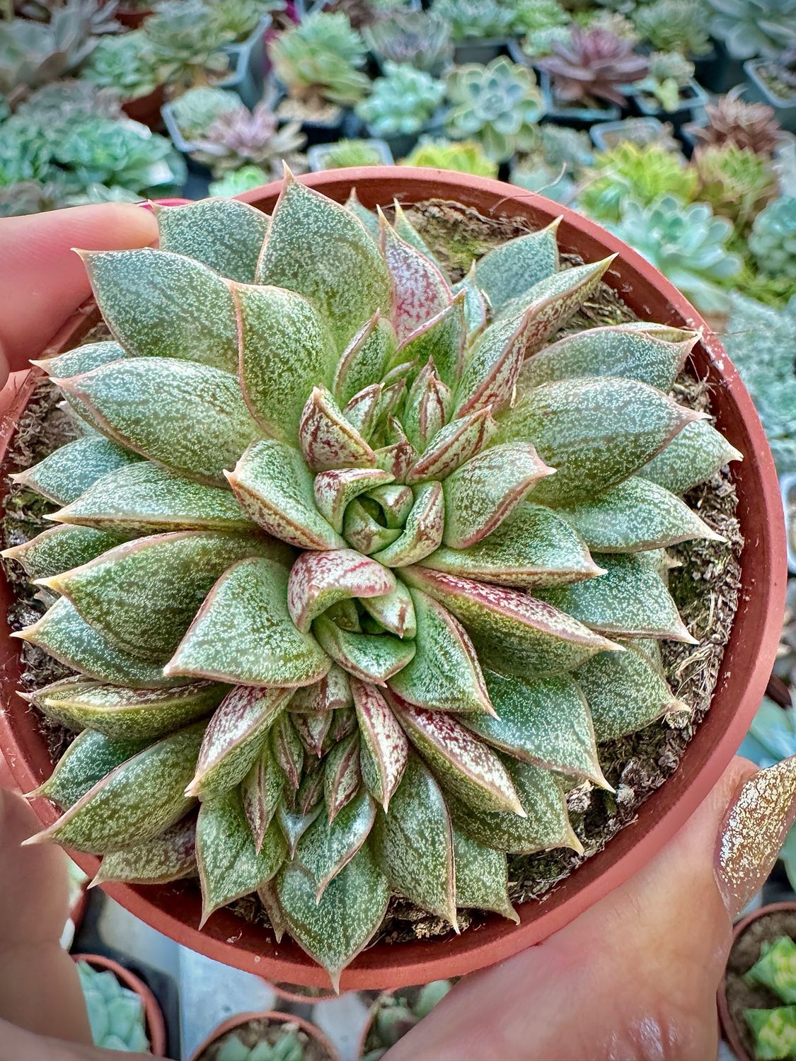 Echeveria Dionysos Crestada