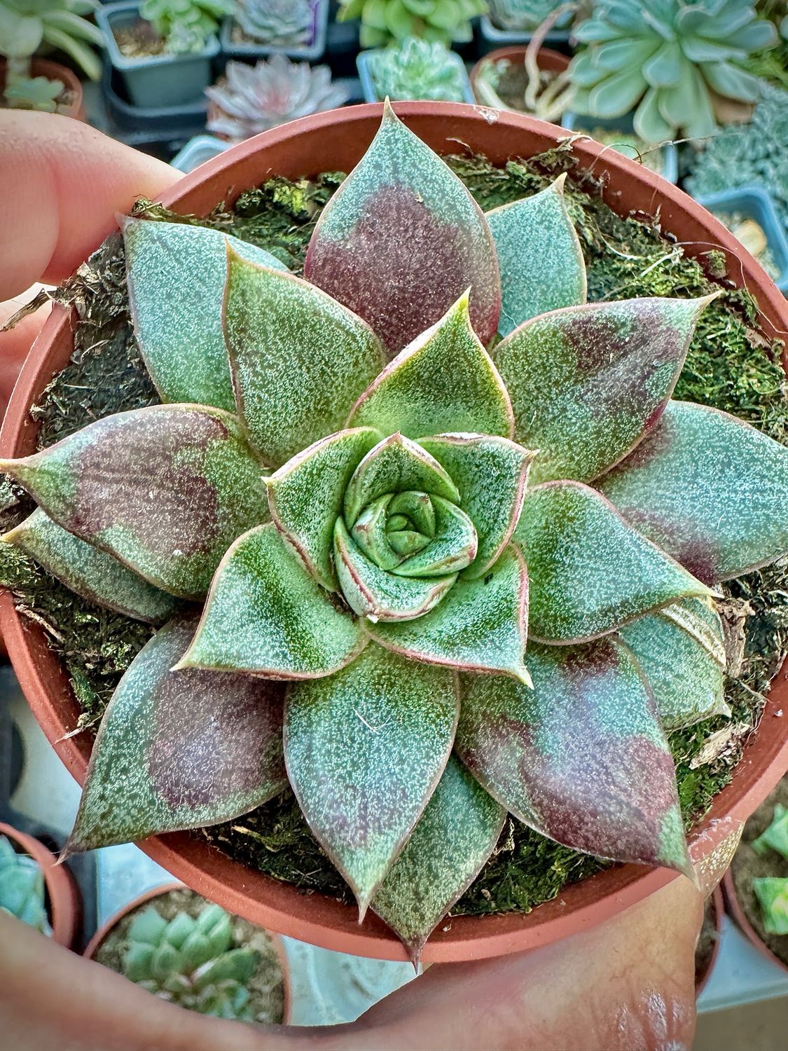 Echeveria Dionysos