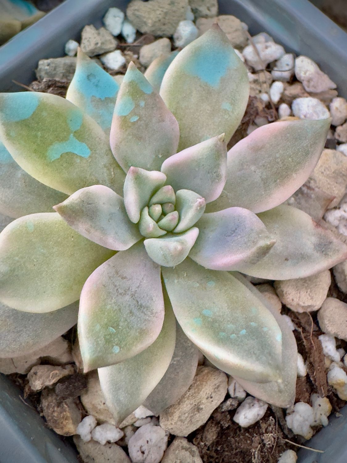 Graptoveria Blood Moon Variegada