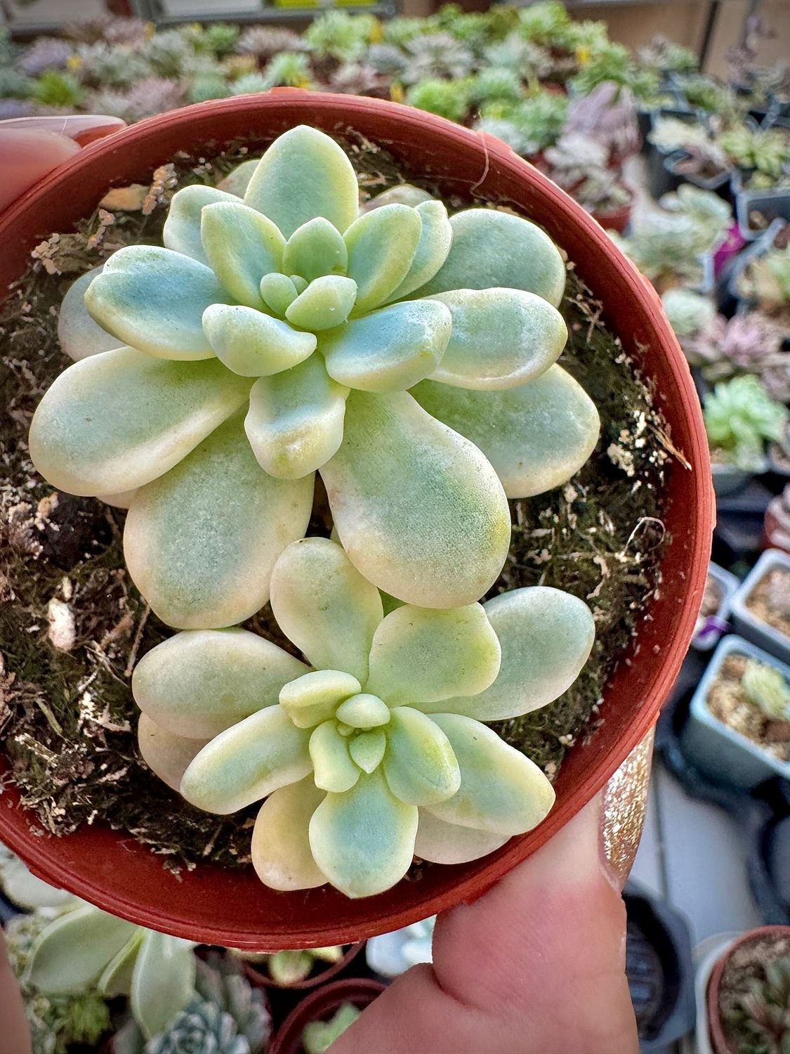 Sedum Clavatum Variegada