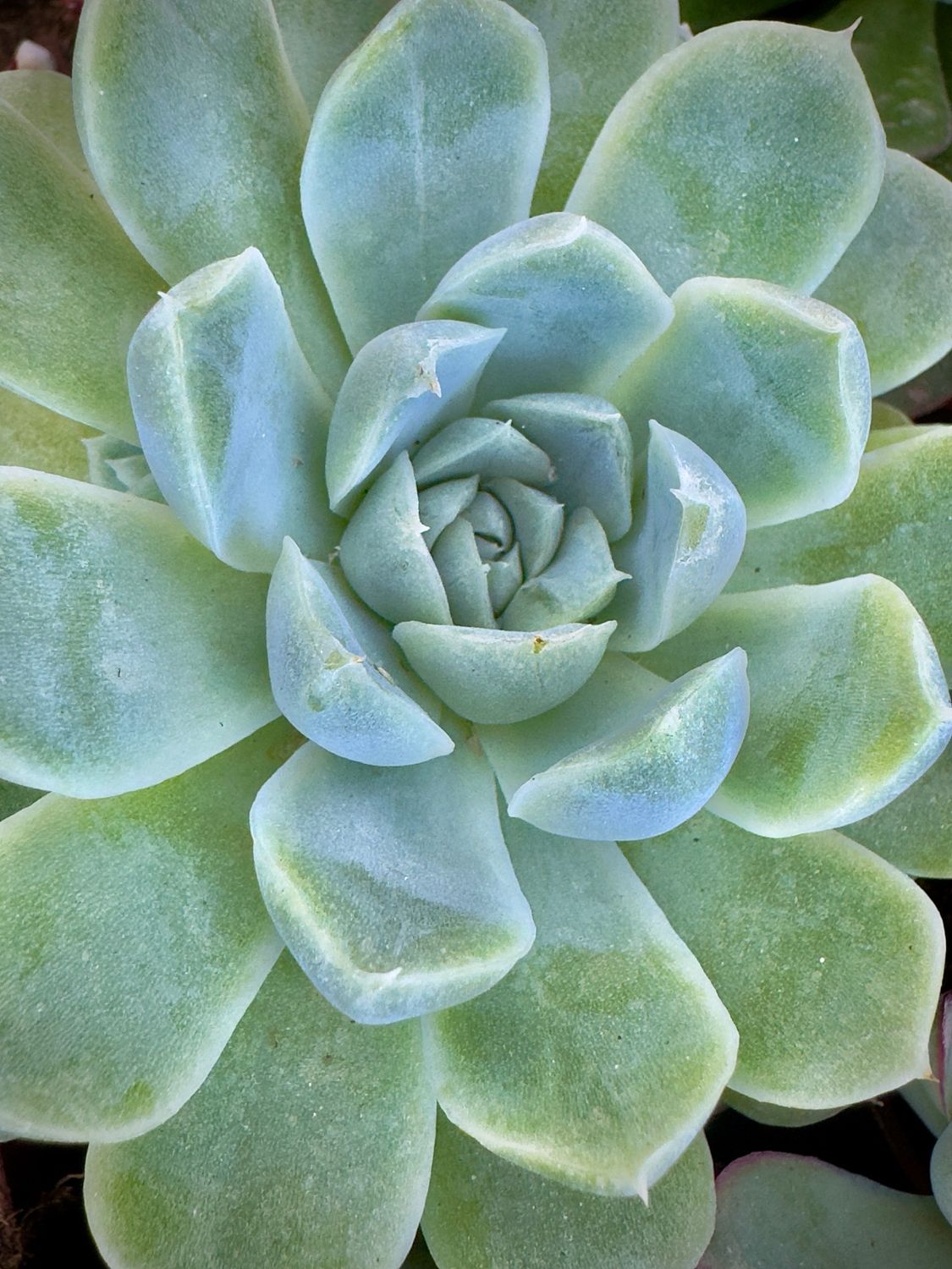 Echeveria Elegans White Rose