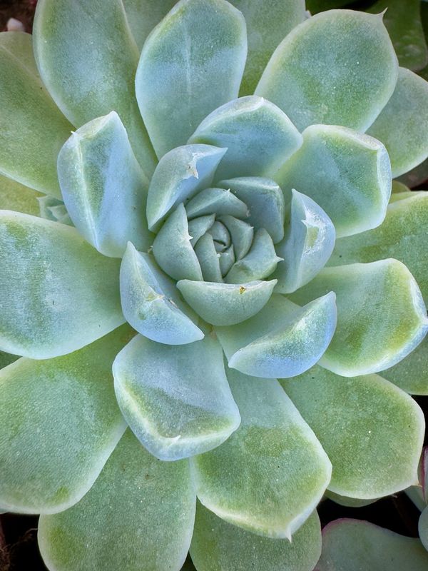 Echeveria Elegans White Rose