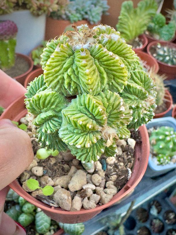 Aztekium ritteri