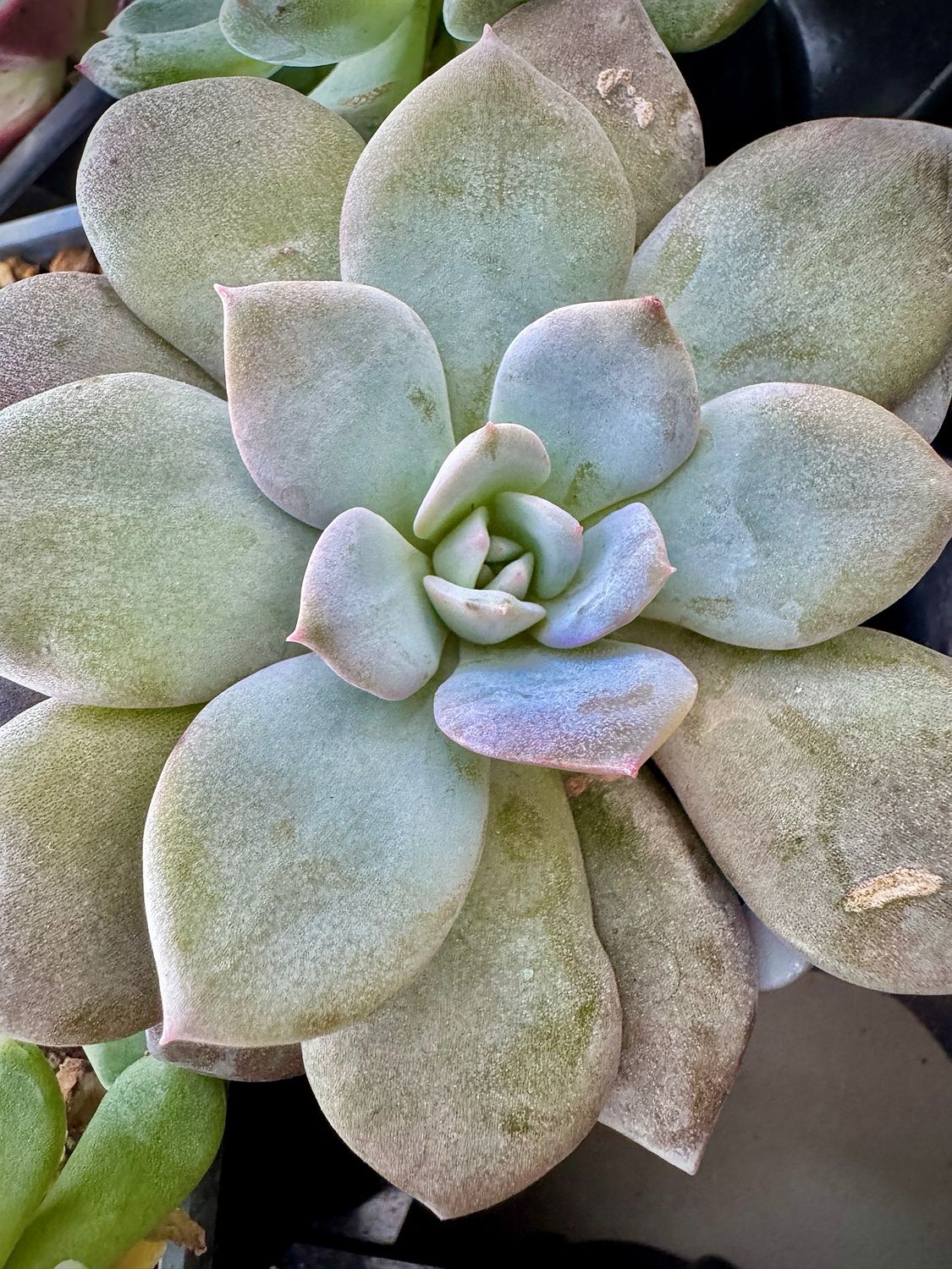 Echeveria Brumes