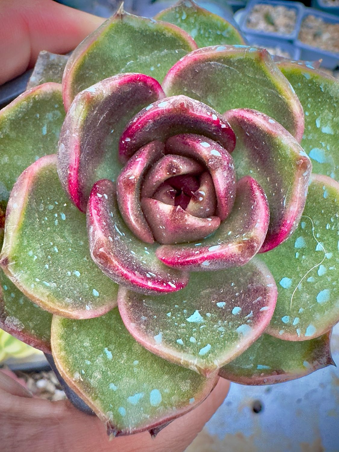 Echeveria Lady of Ice