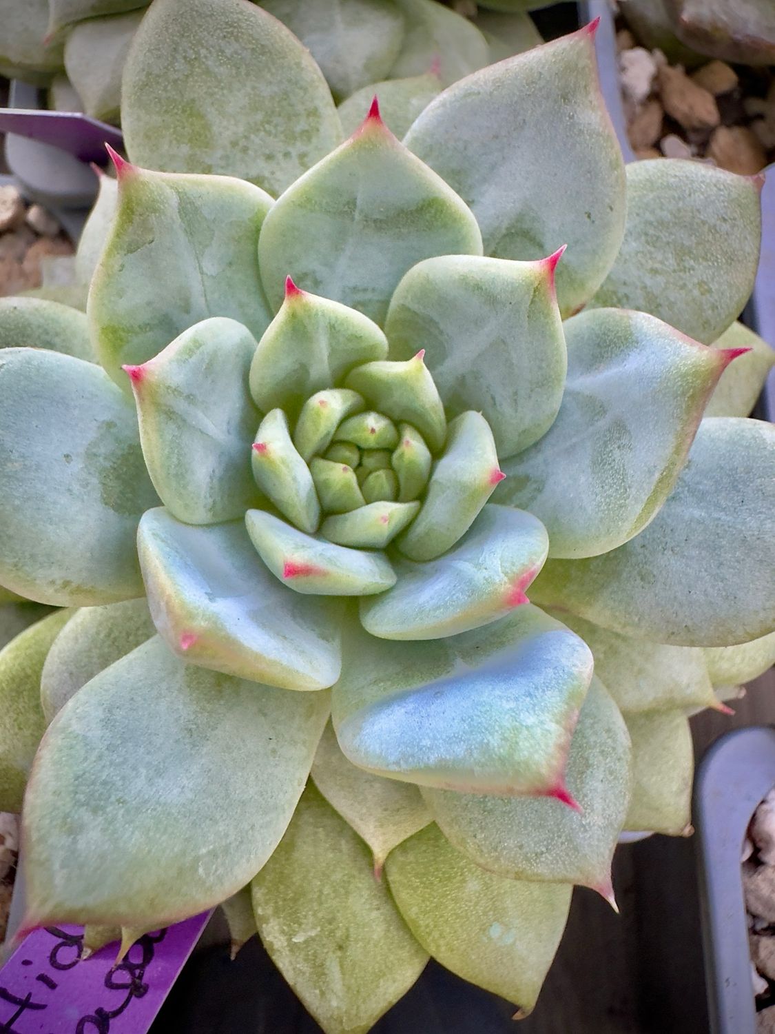 Echeveria Hiden Fragance