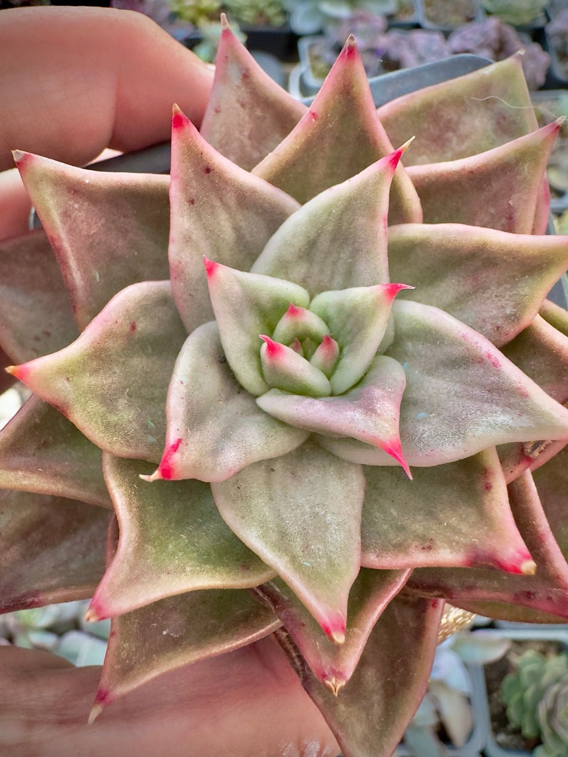 Echeveria Jade Star variegada