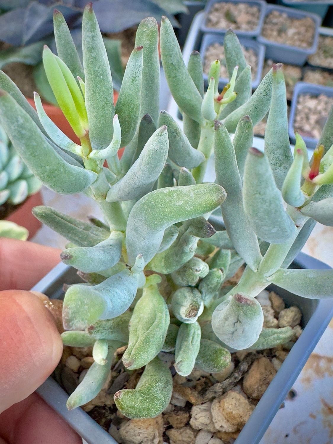 Cotyledon White Sprite