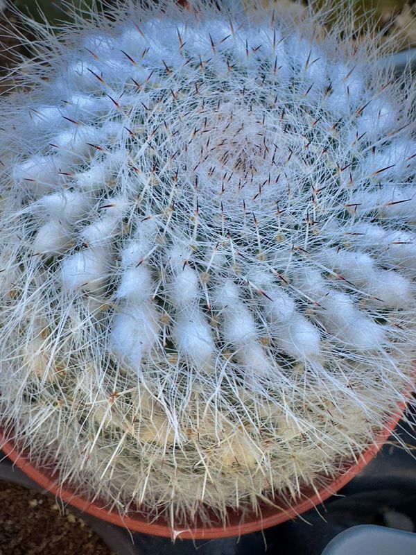 Mammillaria hahniana