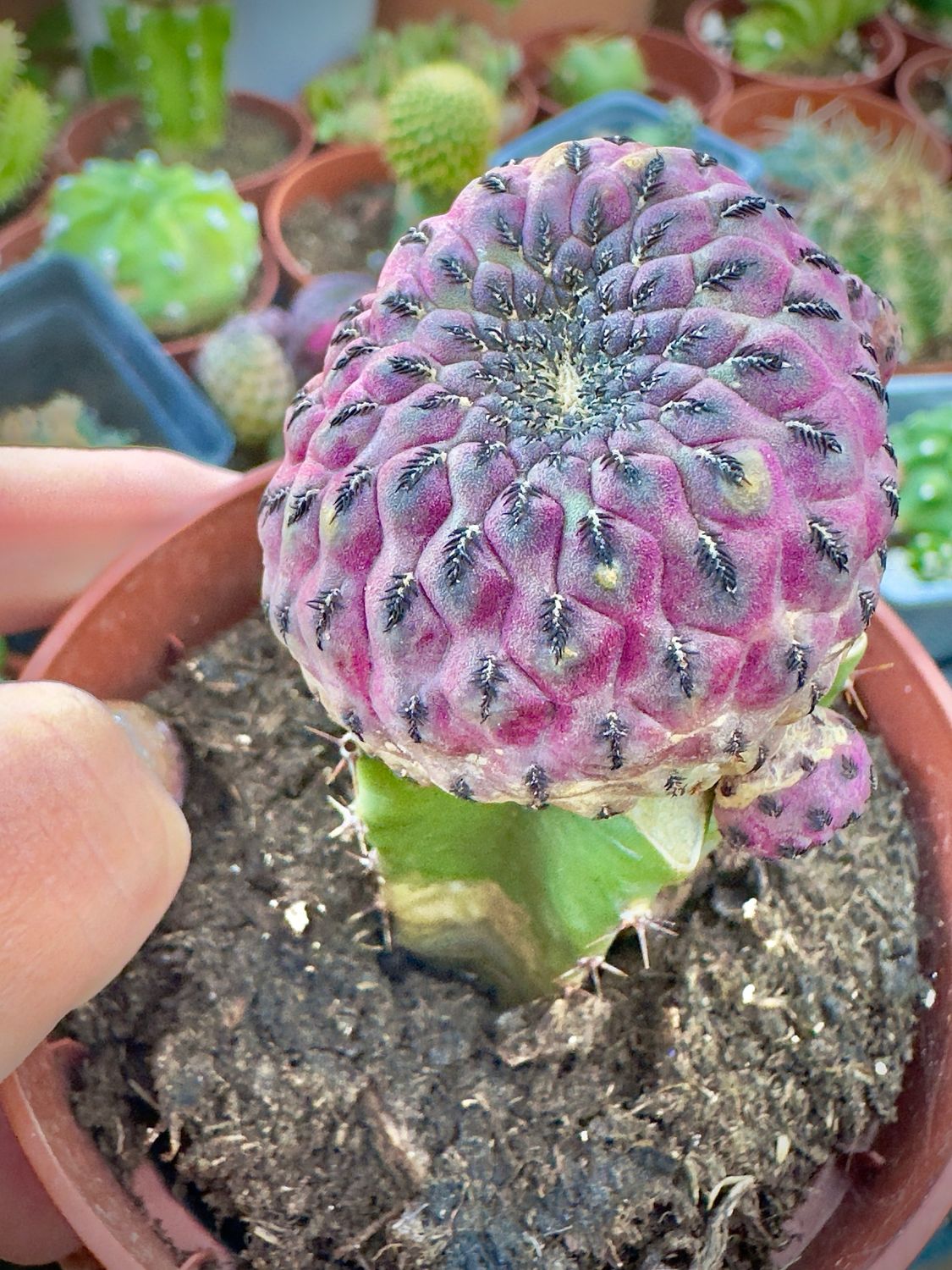 Sulcorebutia rauschii violacidermis