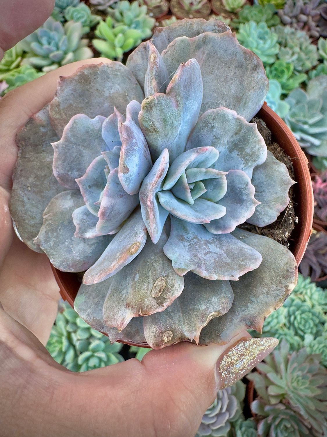 Echeveria Lilacina Marble