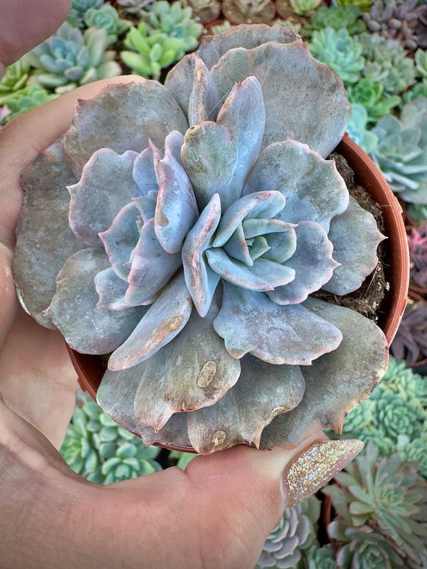 Echeveria Lilacina Marble