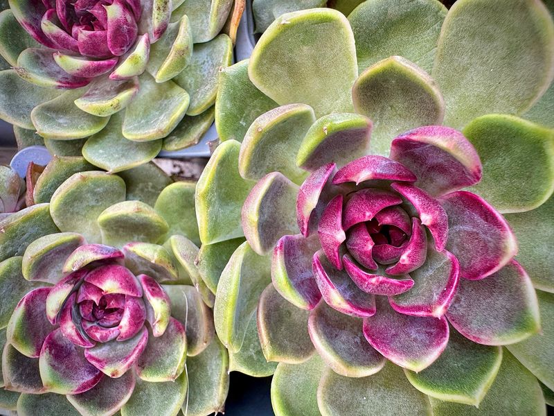 Echeveria Blueberry