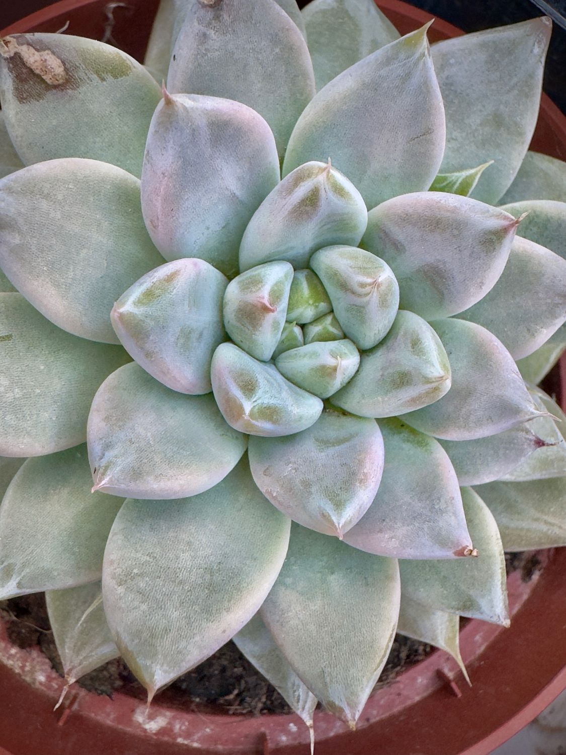 Echeveria Night Clow