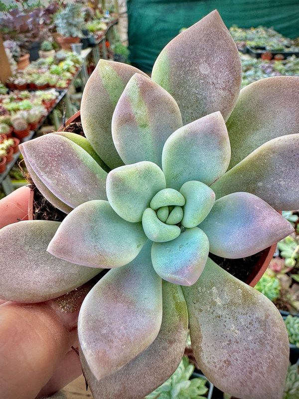 Pachyveria Opalina variegada