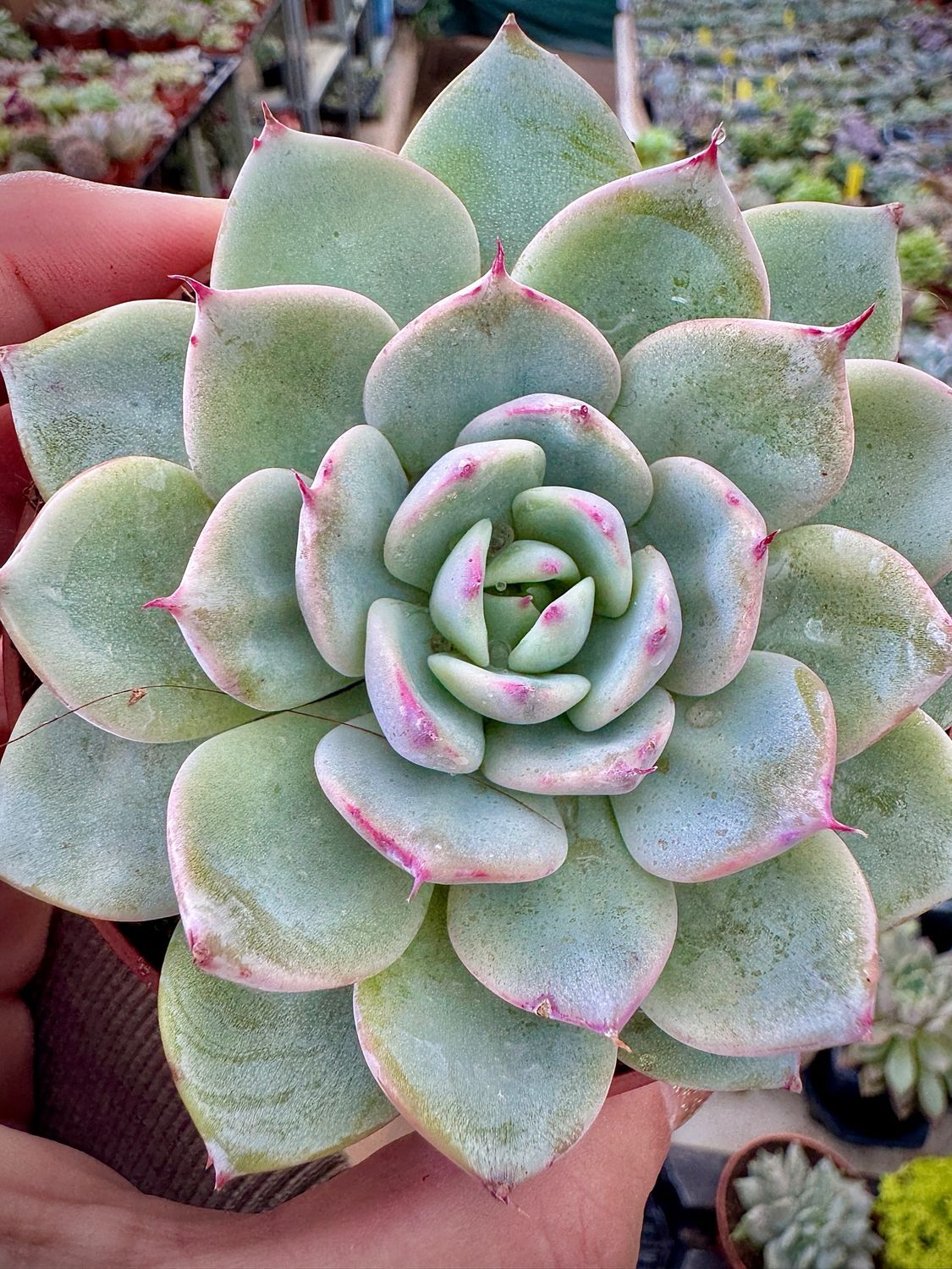Echeveria sp