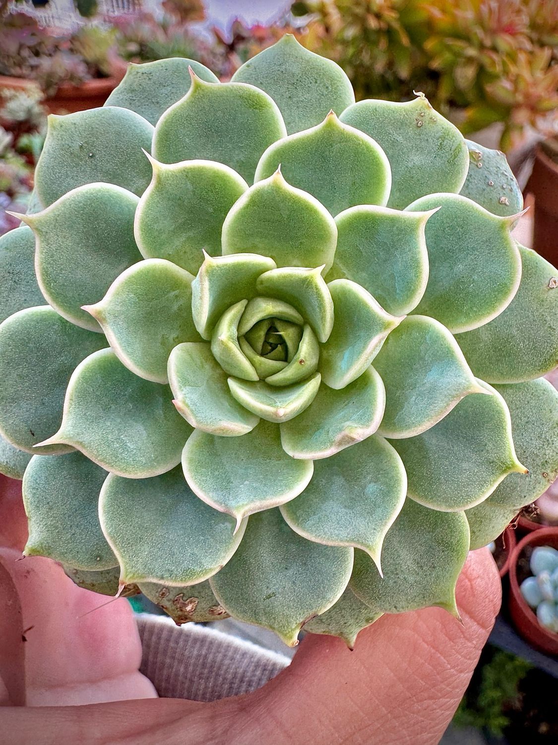 Echeveria sp