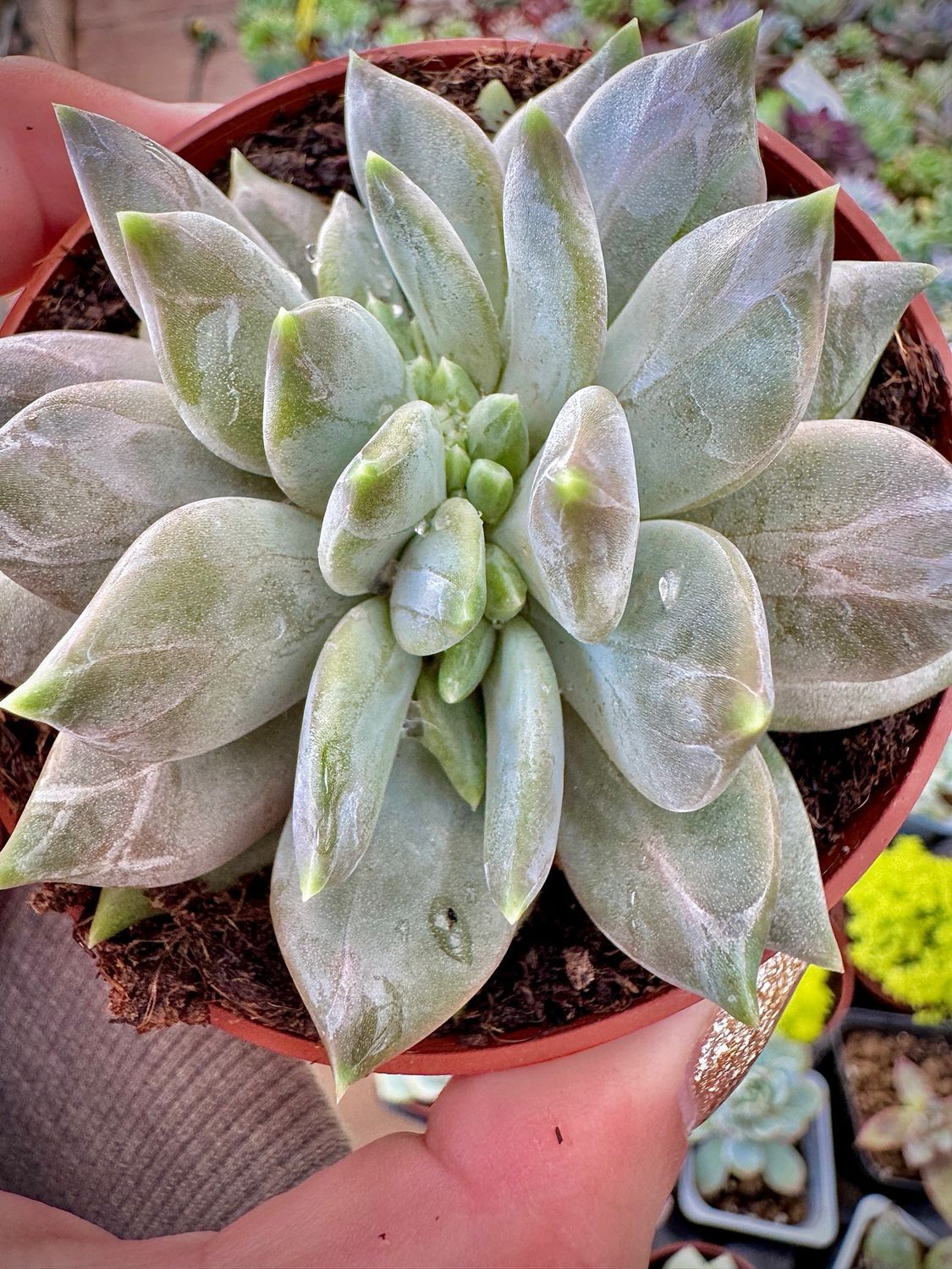 Pachyveria Compasion crestada