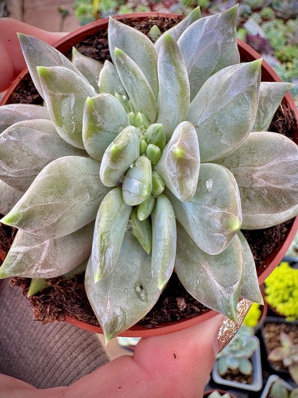 Pachyveria Compasion crestada