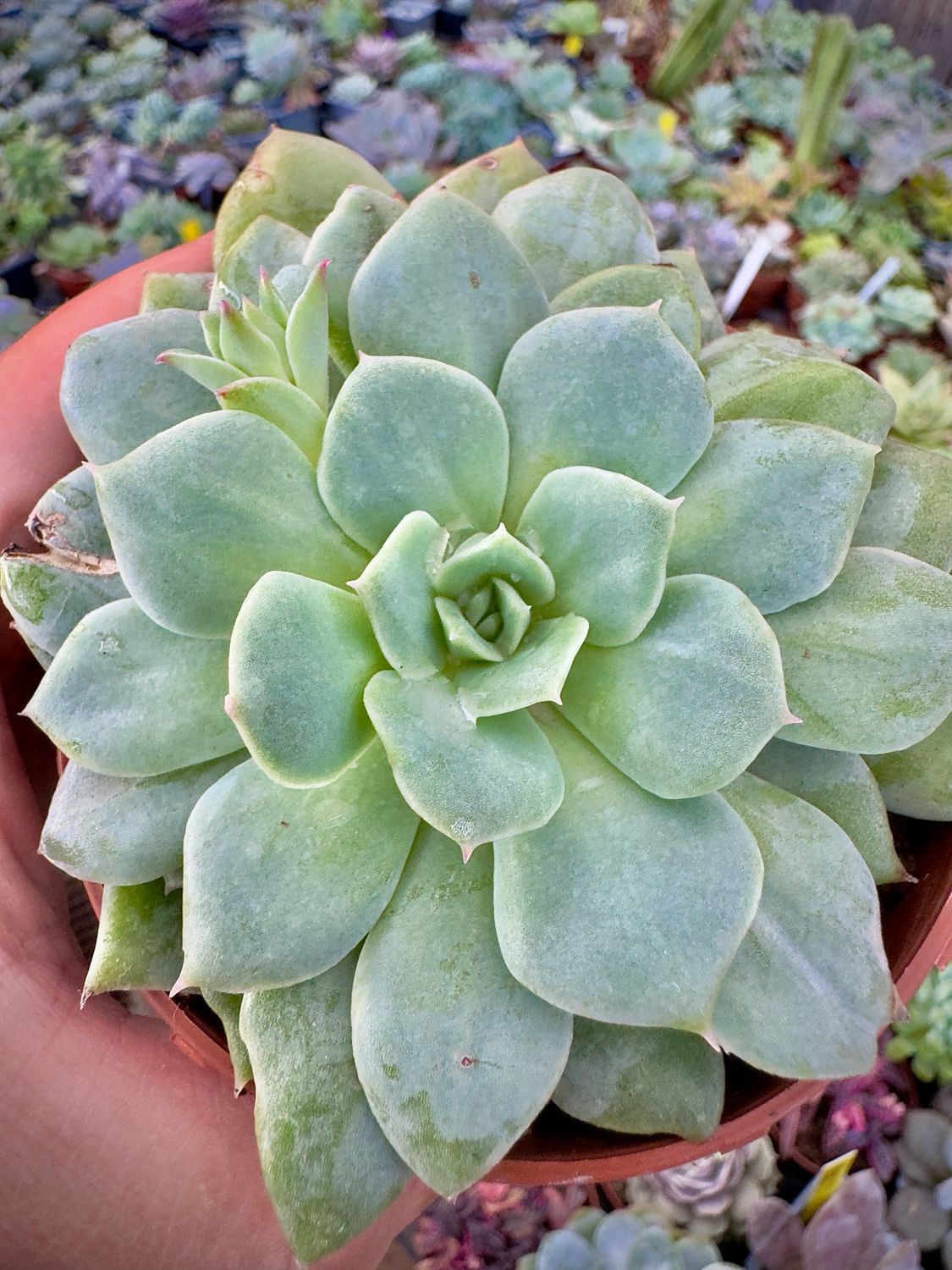 Echeveria Van Breen