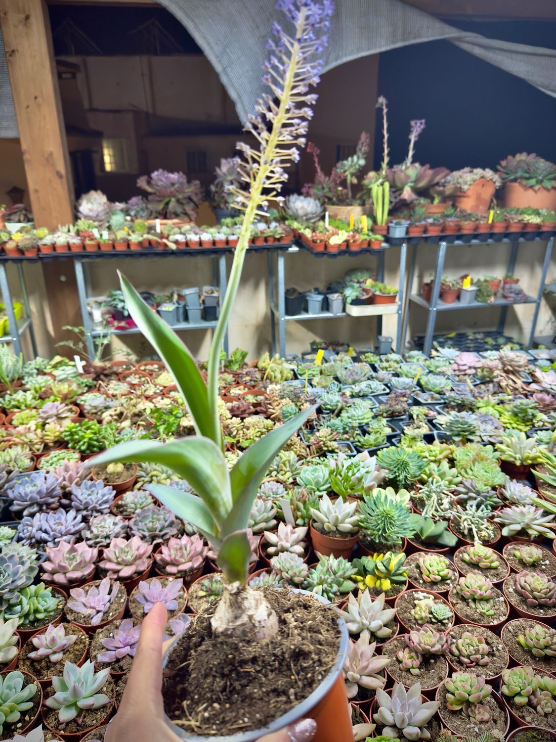 Merwilla Plumbea