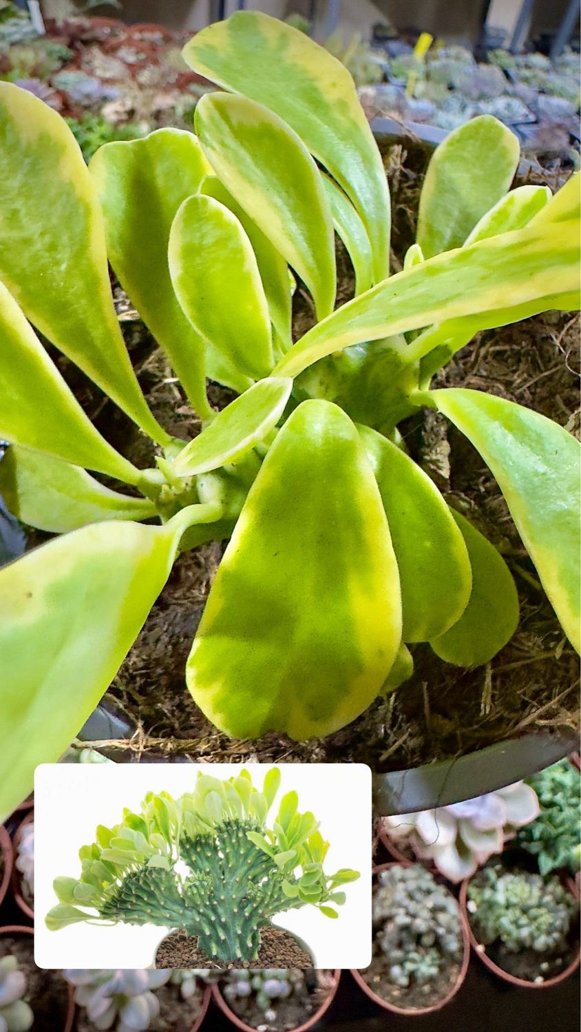 Euphorbia Neirifolia variegada crestada