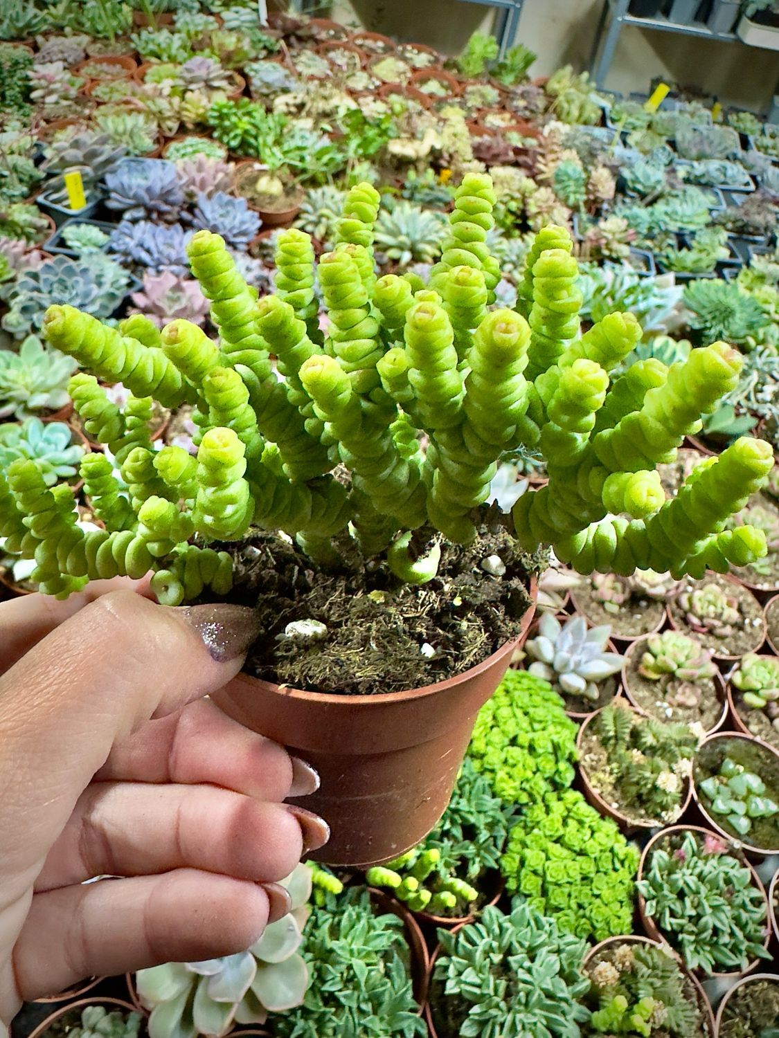 Crassula Baby Necklace