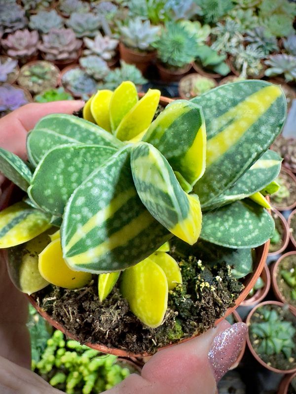 Gasteria Gracilis variegada