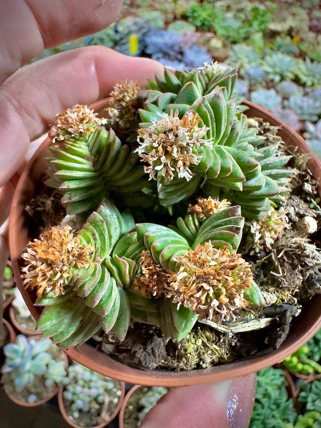 Crassula Starburst